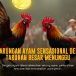 Mengupas Jero Jenis Ayam Laga SV388: Raja Sabung Ayam Online