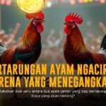 Membedah Ayam Bangkok: Raja Sabung Ayam yang Tak Terkalahkan