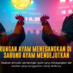 Rahasia Ayam Bangkok: Raja Sabung Ayam yang Tidak Semua Orang Tahu