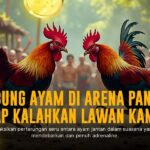 Kunci Keunggulan Ayam Bangkok dalam Sabung Ayam SV388