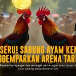 Mengenal Ayam Bangkok: Raja Sabung Ayam Penuh Pesona