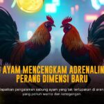 Mengenal Ayam Bangkok: Raja Sabung Ayam Modern
