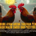 Mengenal Ayam Bangkok: Raja Sabung Ayam di SV388