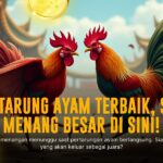 Mengulik Jenis Ayam Bangkok Dalam Sabung Ayam SV388